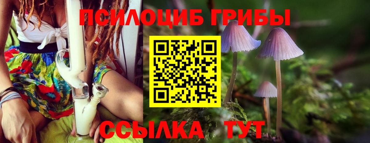 Псилоцибиновые грибы Cubensis Балтийск